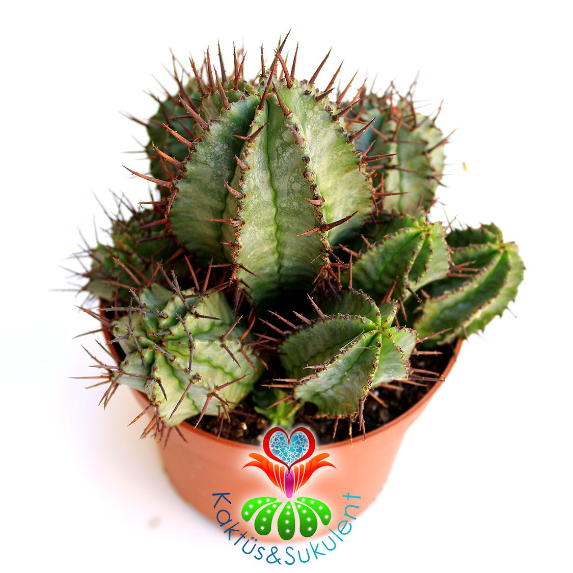 Kaktüs, Euphorbia Horrida-Bir Saksıda Çok Adet-12 cm Saksı Dolusu-Teraryum,Sukulent