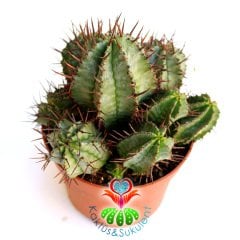 Kaktüs, Euphorbia Horrida-Bir Saksıda Çok Adet-12 cm Saksı Dolusu-Teraryum,Sukulent