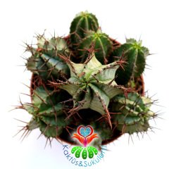 Kaktüs, Euphorbia Horrida-Bir Saksıda Çok Adet-12 cm Saksı Dolusu-Teraryum,Sukulent