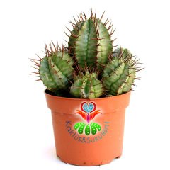 Kaktüs, Euphorbia Horrida-Bir Saksıda Çok Adet-12 cm Saksı Dolusu-Teraryum,Sukulent