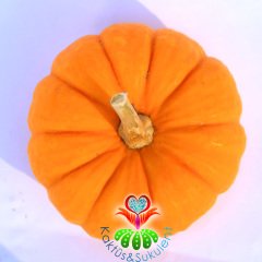 Minyatür Balkabağı-Jack Be Little Pumpkin-8 cm Büyüklüğünde