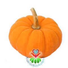 Minyatür Balkabağı-Jack Be Little Pumpkin-8 cm Büyüklüğünde