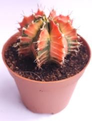 Gymnocalycium Mihanovichii Pink Panther - Pembe Renkli Variegata Köklü Özel tür Kaktüs-8,5 cm Saksıda