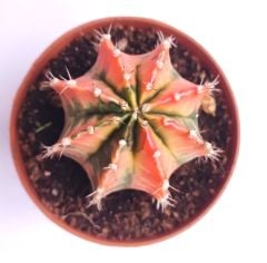 Gymnocalycium Mihanovichii Pink Panther - Pembe Renkli Variegata Köklü Özel tür Kaktüs-8,5 cm Saksıda