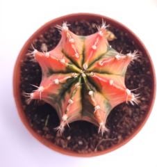 Gymnocalycium Mihanovichii Pink Panther - Pembe Renkli Variegata Köklü Özel tür Kaktüs-8,5 cm Saksıda