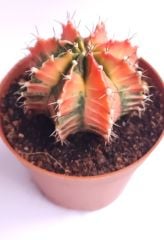 Gymnocalycium Mihanovichii Pink Panther - Pembe Renkli Variegata Köklü Özel tür Kaktüs-8,5 cm Saksıda