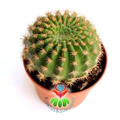 Kaktüs, Notocactus Ottonis v. Vencluianus-Kırmızı Renk Çiçek Açar-8,5 cm Saksıda-Teraryum,Sukulent