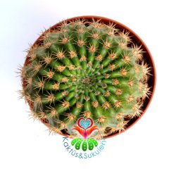 Kaktüs, Notocactus Ottonis v. Vencluianus-Kırmızı Renk Çiçek Açar-8,5 cm Saksıda-Teraryum,Sukulent