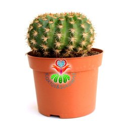 Kaktüs, Notocactus Ottonis v. Vencluianus-Kırmızı Renk Çiçek Açar-8,5 cm Saksıda-Teraryum,Sukulent