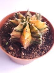 Gymnocalycium Mihanovichii Variegata  - Renkli, Variegata Köklü Özel tür Kaktüs-8,5 cm Saksıda
