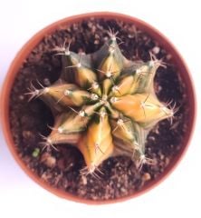 Gymnocalycium Mihanovichii Variegata  - Renkli, Variegata Köklü Özel tür Kaktüs-8,5 cm Saksıda