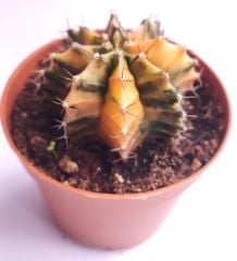 Gymnocalycium Mihanovichii Variegata  - Renkli, Variegata Köklü Özel tür Kaktüs-8,5 cm Saksıda