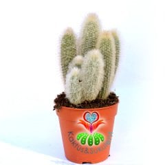 Austrocephalocereus Dybowskii-17 cm Saksıda 15+ cm Uzunluk-Tüylü ve Dikanli Kaktüs