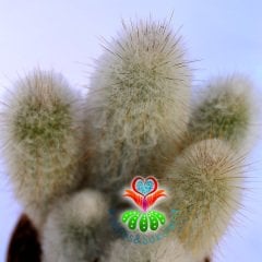 Austrocephalocereus Dybowskii-17 cm Saksıda 15+ cm Uzunluk-Tüylü ve Dikanli Kaktüs