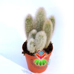 Austrocephalocereus Dybowskii-17 cm Saksıda 15+ cm Uzunluk-Tüylü ve Dikanli Kaktüs
