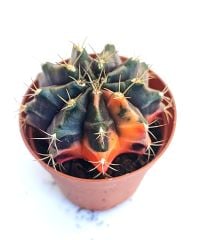 Gymnocalycium Mihanovichii Black Variegata  - Renkli, Variegata Köklü Özel tür Kaktüs-5,5 cm Saksıda