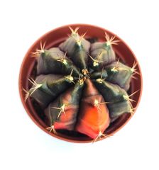 Gymnocalycium Mihanovichii Black Variegata  - Renkli, Variegata Köklü Özel tür Kaktüs-5,5 cm Saksıda