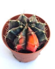 Gymnocalycium Mihanovichii Black Variegata  - Renkli, Variegata Köklü Özel tür Kaktüs-5,5 cm Saksıda