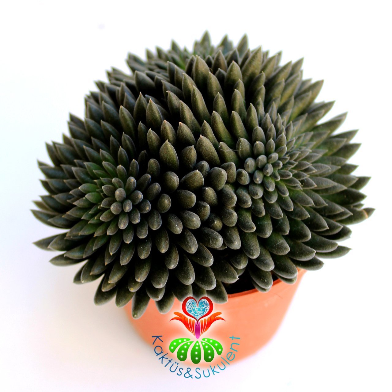 Sinocrassula Yunnanensis-Siyah Sıradışı Yapraklı Sukulent-Büyük Boy-8,5 cm saksıda-Kaktüs