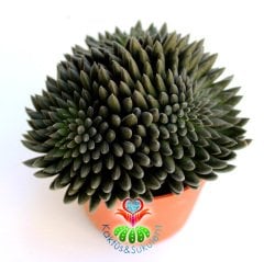 Sinocrassula Yunnanensis-Siyah Sıradışı Yapraklı Sukulent-Büyük Boy-8,5 cm saksıda-Kaktüs