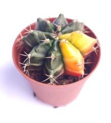 Gymnocalycium Mihanovichii Mangosteen Variegata  - Renkli, Variegata Köklü Özel tür Kaktüs-5,5 cm Saksıda