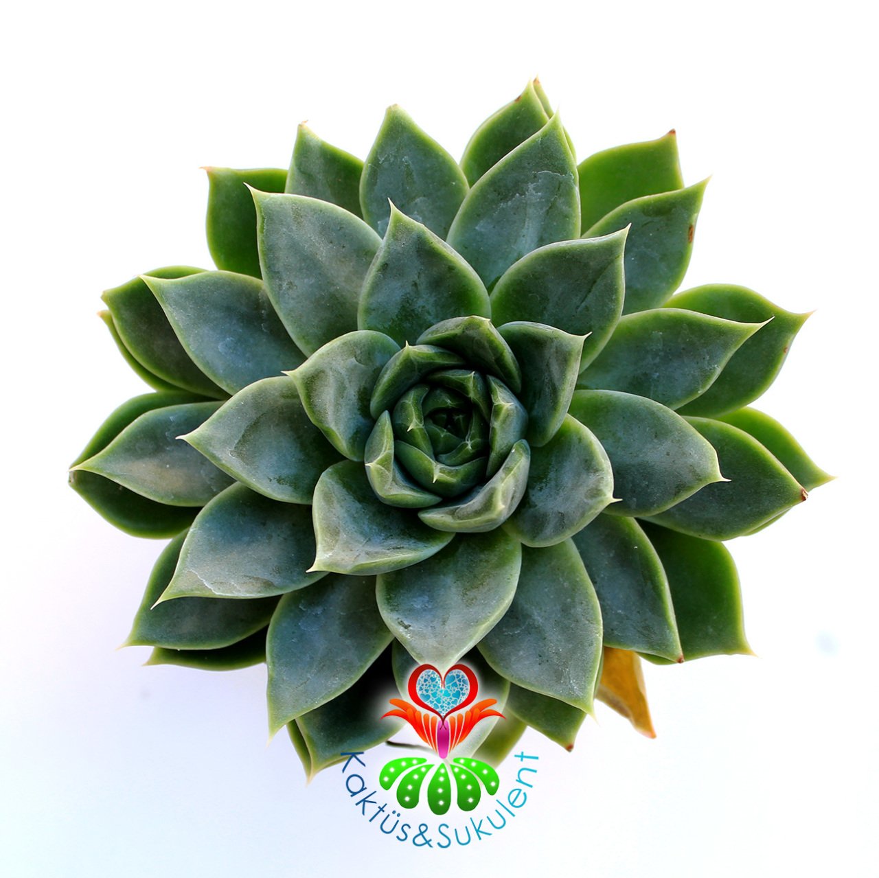 Echeveria 'Violet Queen'-Yeşil-Gri Yapraklı Sukulent-Büyük Boy-8,5 cm saksıda-Kaktüs