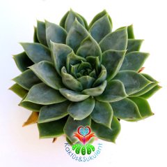 Echeveria 'Violet Queen'-Yeşil-Gri Yapraklı Sukulent-Büyük Boy-8,5 cm saksıda-Kaktüs