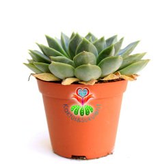 Echeveria 'Violet Queen'-Yeşil-Gri Yapraklı Sukulent-Büyük Boy-8,5 cm saksıda-Kaktüs
