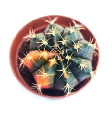 Gymnocalycium Mihanovichii  Variegata  - Renkli, Variegata Köklü Özel tür Kaktüs-5,5 cm Saksıda