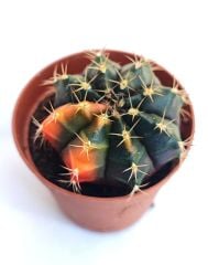 Gymnocalycium Mihanovichii  Variegata  - Renkli, Variegata Köklü Özel tür Kaktüs-5,5 cm Saksıda