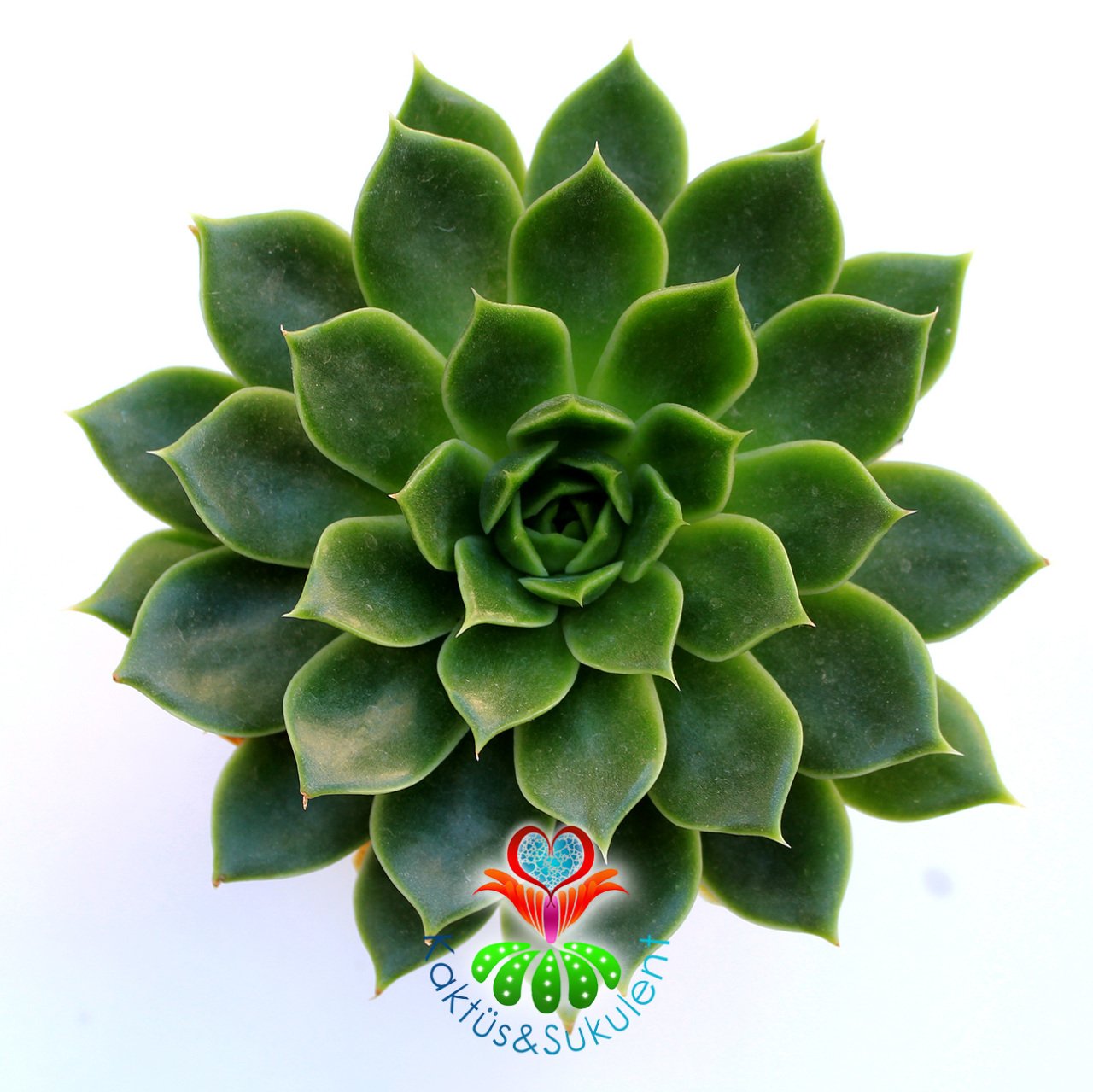 Echeveria 'Ron Evans' -Canlı Yeşil Yapraklı Sukulent-Büyük Boy-8,5 cm saksıda-Kaktüs