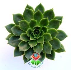 Echeveria 'Ron Evans' -Canlı Yeşil Yapraklı Sukulent-Büyük Boy-8,5 cm saksıda-Kaktüs