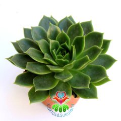 Echeveria 'Ron Evans' -Canlı Yeşil Yapraklı Sukulent-Büyük Boy-8,5 cm saksıda-Kaktüs