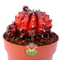 Gymnocalycium Mihanovichii Variegata Red Tiger-Doğal Bordo-Kırmızı Renk-8,5 cm Saksıda