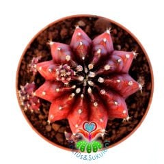 Gymnocalycium Mihanovichii Variegata Red Tiger-Doğal Bordo-Kırmızı Renk-8,5 cm Saksıda