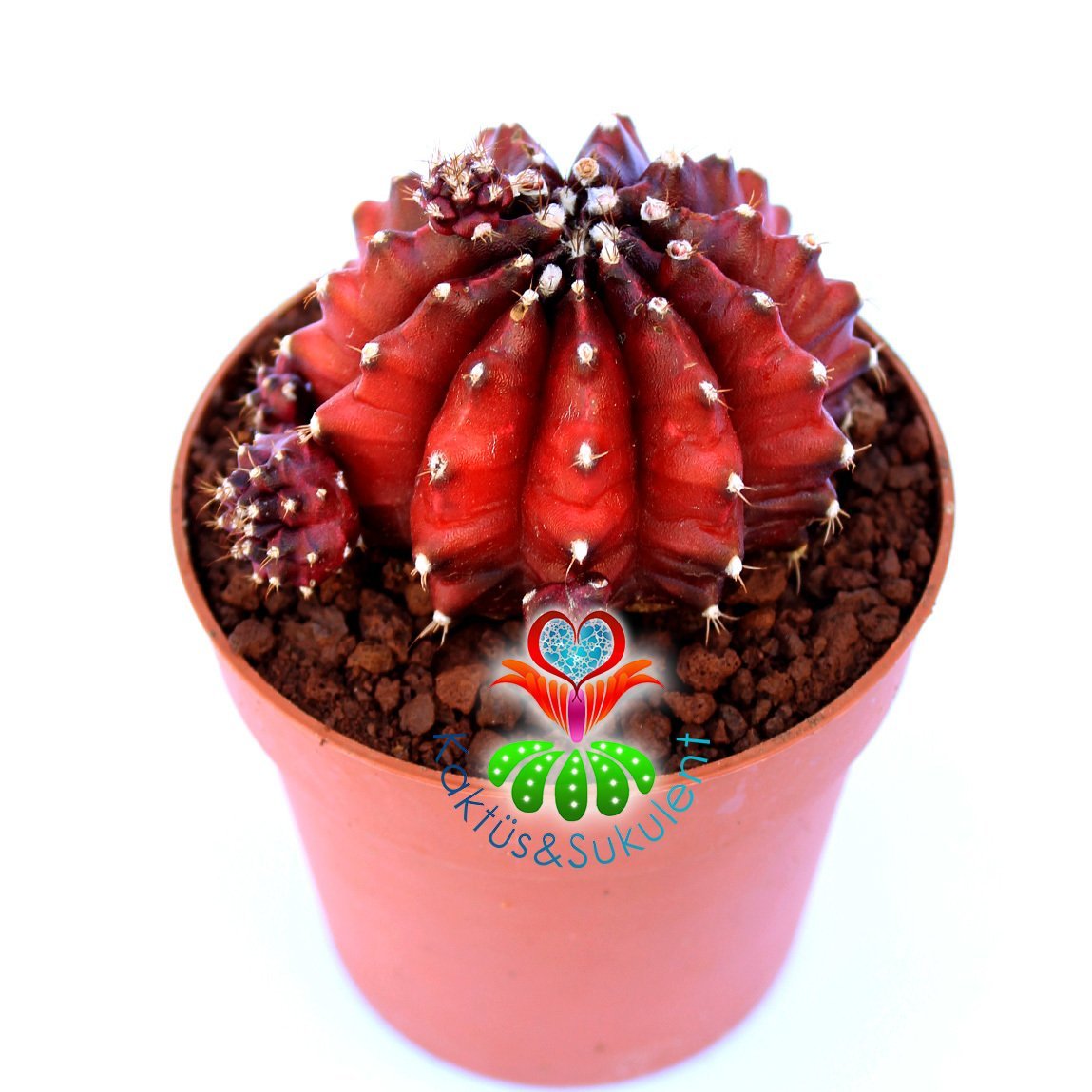 Gymnocalycium Mihanovichii Variegata Red Tiger-Doğal Bordo-Kırmızı Renk-8,5 cm Saksıda