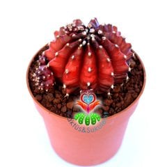 Gymnocalycium Mihanovichii Variegata Red Tiger-Doğal Bordo-Kırmızı Renk-8,5 cm Saksıda