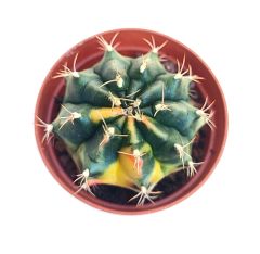 Gymnocalycium Mihanovichii Lemon Hybrd Variegata  - Renkli, Variegata Köklü Özel tür Kaktüs-5,5 cm Saksıda