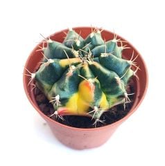 Gymnocalycium Mihanovichii Lemon Hybrd Variegata  - Renkli, Variegata Köklü Özel tür Kaktüs-5,5 cm Saksıda