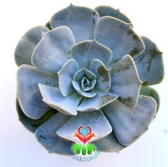 Echeveria Pollux-Sert Gri Yapraklı-Mükemmel Formlu Sukulent-8,5 cm saksıda