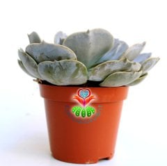 Echeveria Pollux-Sert Gri Yapraklı-Mükemmel Formlu Sukulent-8,5 cm saksıda