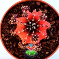 Gymnocalycium Mihanovichii Red Tiger-8,5 cm Saksıda-Doğal Kırmızı Bordo Renk