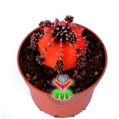 Gymnocalycium Mihanovichii Red Tiger-8,5 cm Saksıda-Doğal Kırmızı Bordo Renk