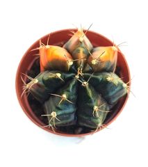 Gymnocalycium Mihanovichii  Variegata  - Renkli, Variegata Köklü Özel tür Kaktüs-5,5 cm Saksıda