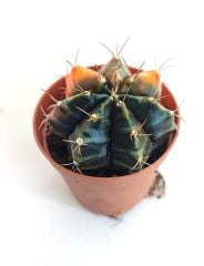 Gymnocalycium Mihanovichii  Variegata  - Renkli, Variegata Köklü Özel tür Kaktüs-5,5 cm Saksıda