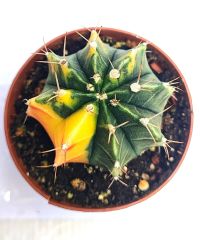 Gymnocalycium Mihanovichii Variegata Tricolor-Çok Renkli Köklü Kaktüs-8,5 cm Saksıda