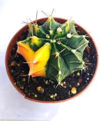 Gymnocalycium Mihanovichii Variegata Tricolor-Çok Renkli Köklü Kaktüs-8,5 cm Saksıda