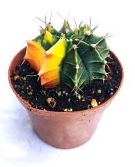 Gymnocalycium Mihanovichii Variegata Tricolor-Çok Renkli Köklü Kaktüs-8,5 cm Saksıda