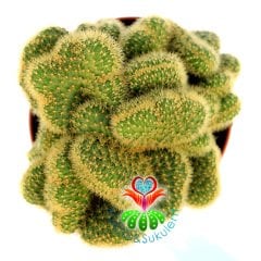 Mammillaria Wildii f. Cristata-Sıradışı Formlu-12 cm Saksıda Kaktüs