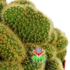 Mammillaria Wildii f. Cristata-Sıradışı Formlu-12 cm Saksıda Kaktüs
